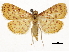  (Polygrammodes elevata - CCDB-31553-D04)  @14 [ ] CreativeCommons - Attribution (2018) CBG Photography Group Centre for Biodiversity Genomics