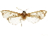  ( - CCDB-31553-D12)  @11 [ ] CreativeCommons - Attribution (2018) CBG Photography Group Centre for Biodiversity Genomics