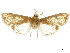  ( - CCDB-31553-E01)  @11 [ ] CreativeCommons - Attribution (2018) CBG Photography Group Centre for Biodiversity Genomics