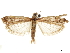  (Zonula - CCDB-31553-G07)  @11 [ ] CreativeCommons - Attribution (2018) CBG Photography Group Centre for Biodiversity Genomics