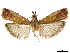  ( - CCDB-31553-G08)  @11 [ ] CreativeCommons - Attribution (2018) CBG Photography Group Centre for Biodiversity Genomics