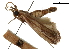  ( - CCDB-31553-H06)  @11 [ ] CreativeCommons - Attribution (2018) CBG Photography Group Centre for Biodiversity Genomics