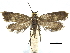  ( - CCDB-32139-F12)  @11 [ ] CreativeCommons - Attribution (2018) CBG Photography Group Centre for Biodiversity Genomics