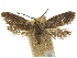  ( - CCDB-32139-G02)  @11 [ ] CreativeCommons - Attribution (2018) CBG Photography Group Centre for Biodiversity Genomics