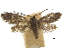  ( - CCDB-32139-G03)  @11 [ ] CreativeCommons - Attribution (2018) CBG Photography Group Centre for Biodiversity Genomics