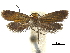  ( - CCDB-32139-G07)  @11 [ ] CreativeCommons - Attribution (2018) CBG Photography Group Centre for Biodiversity Genomics