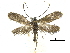  (Cauchas vittata - CCDB-32139-G08)  @11 [ ] CreativeCommons - Attribution (2018) CBG Photography Group Centre for Biodiversity Genomics