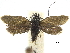  (Adela oplerella - CCDB-32139-G12)  @11 [ ] CreativeCommons - Attribution (2018) CBG Photography Group Centre for Biodiversity Genomics