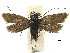  ( - CCDB-32139-H01)  @11 [ ] CreativeCommons - Attribution (2018) CBG Photography Group Centre for Biodiversity Genomics