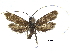  ( - CCDB-32139-H05)  @11 [ ] CreativeCommons - Attribution (2018) CBG Photography Group Centre for Biodiversity Genomics
