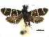  ( - CCDB-32139-H08)  @11 [ ] CreativeCommons - Attribution (2018) CBG Photography Group Centre for Biodiversity Genomics