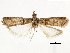  ( - CCDB-32786-C06)  @11 [ ] CreativeCommons - Attribution (2018) CBG Photography Group Centre for Biodiversity Genomics