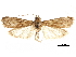  ( - CCDB-32786-D07)  @11 [ ] CreativeCommons - Attribution (2018) CBG Photography Group Centre for Biodiversity Genomics