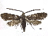  ( - CCDB-32786-D09)  @14 [ ] CreativeCommons - Attribution (2018) CBG Photography Group Centre for Biodiversity Genomics