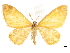  (Stamnodes penguinifera - CCDB-32786-E06)  @11 [ ] CreativeCommons - Attribution (2018) CBG Photography Group Centre for Biodiversity Genomics