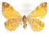  ( - CCDB-32786-E07)  @11 [ ] CreativeCommons - Attribution (2018) CBG Photography Group Centre for Biodiversity Genomics