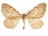  ( - CCDB-32786-F03)  @11 [ ] CreativeCommons - Attribution (2018) CBG Photography Group Centre for Biodiversity Genomics