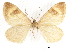  ( - CCDB-32786-F04)  @11 [ ] CreativeCommons - Attribution (2018) CBG Photography Group Centre for Biodiversity Genomics
