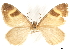  ( - CCDB-32786-F05)  @11 [ ] CreativeCommons - Attribution (2018) CBG Photography Group Centre for Biodiversity Genomics