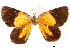  ( - CCDB-32786-F10)  @11 [ ] CreativeCommons - Attribution (2018) CBG Photography Group Centre for Biodiversity Genomics