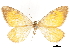  ( - CCDB-32786-H07)  @11 [ ] CreativeCommons - Attribution (2018) CBG Photography Group Centre for Biodiversity Genomics