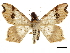  ( - CCDB-32787-A08)  @11 [ ] CreativeCommons - Attribution (2018) CBG Photography Group Centre for Biodiversity Genomics