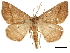  ( - CCDB-32787-B09)  @11 [ ] CreativeCommons - Attribution (2018) CBG Photography Group Centre for Biodiversity Genomics