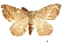  ( - CCDB-32787-B10)  @11 [ ] CreativeCommons - Attribution (2018) CBG Photography Group Centre for Biodiversity Genomics