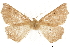  ( - CCDB-32787-B12)  @11 [ ] CreativeCommons - Attribution (2018) CBG Photography Group Centre for Biodiversity Genomics