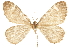  ( - CCDB-32787-C02)  @11 [ ] CreativeCommons - Attribution (2018) CBG Photography Group Centre for Biodiversity Genomics