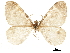  ( - CCDB-32787-C03)  @11 [ ] CreativeCommons - Attribution (2018) CBG Photography Group Centre for Biodiversity Genomics