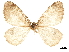  ( - CCDB-32787-C04)  @11 [ ] CreativeCommons - Attribution (2018) CBG Photography Group Centre for Biodiversity Genomics