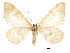  ( - CCDB-32787-C07)  @11 [ ] CreativeCommons - Attribution (2018) CBG Photography Group Centre for Biodiversity Genomics