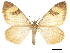  ( - CCDB-32787-C12)  @11 [ ] CreativeCommons - Attribution (2018) CBG Photography Group Centre for Biodiversity Genomics