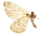  ( - CCDB-32787-D03)  @11 [ ] CreativeCommons - Attribution (2018) CBG Photography Group Centre for Biodiversity Genomics