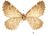  ( - CCDB-32787-D04)  @11 [ ] CreativeCommons - Attribution (2018) CBG Photography Group Centre for Biodiversity Genomics