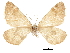  ( - CCDB-32787-D06)  @11 [ ] CreativeCommons - Attribution (2018) CBG Photography Group Centre for Biodiversity Genomics