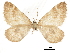  ( - CCDB-32787-D07)  @11 [ ] CreativeCommons - Attribution (2018) CBG Photography Group Centre for Biodiversity Genomics