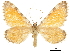 ( - CCDB-32787-D08)  @11 [ ] CreativeCommons - Attribution (2018) CBG Photography Group Centre for Biodiversity Genomics