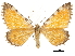  ( - CCDB-32787-D10)  @11 [ ] CreativeCommons - Attribution (2018) CBG Photography Group Centre for Biodiversity Genomics
