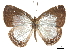  (Jamides ACE6275 - CCDB-32787-E04)  @11 [ ] CreativeCommons - Attribution (2018) CBG Photography Group Centre for Biodiversity Genomics