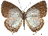  (Jamides AAE5797 - CCDB-32787-E05)  @13 [ ] CreativeCommons - Attribution (2018) CBG Photography Group Centre for Biodiversity Genomics