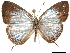  ( - CCDB-32787-E06)  @13 [ ] CreativeCommons - Attribution (2018) CBG Photography Group Centre for Biodiversity Genomics