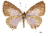  (Jamides bochus - CCDB-32787-E07)  @11 [ ] CreativeCommons - Attribution (2018) CBG Photography Group Centre for Biodiversity Genomics
