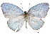  (Jamides cyta - CCDB-32787-E11)  @14 [ ] CreativeCommons - Attribution (2018) CBG Photography Group Centre for Biodiversity Genomics