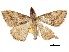  ( - CCDB-32788-A11)  @11 [ ] CreativeCommons - Attribution (2019) CBG Photography Group Centre for Biodiversity Genomics