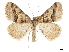  ( - CCDB-32788-A12)  @11 [ ] CreativeCommons - Attribution (2019) CBG Photography Group Centre for Biodiversity Genomics