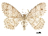  (Trigrammia - CCDB-32788-B03)  @15 [ ] CreativeCommons - Attribution (2019) CBG Photography Group Centre for Biodiversity Genomics