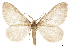  (Stamnoctenis pearsalli - CCDB-32788-C02)  @15 [ ] CreativeCommons - Attribution (2019) CBG Photography Group Centre for Biodiversity Genomics