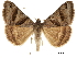  (Caenurgina erechtea - CCDB-32788-C12)  @15 [ ] CreativeCommons - Attribution (2019) CBG Photography Group Centre for Biodiversity Genomics